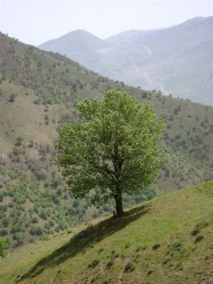  ¡El Jardín Botánico de Marivan: Un Oasis de Biodiversidad en las Montañas de Irán!